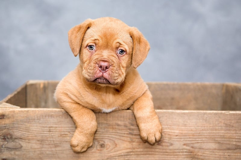 Animal Shelter